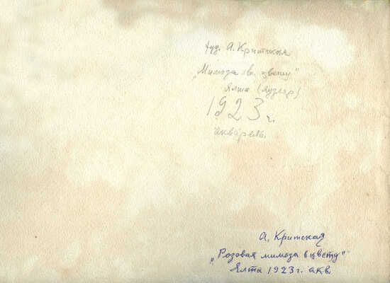 Критская Анна Михайловна. Розовая мимоза в цвету. Ялта 